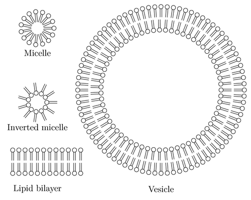 lipid-vesicle